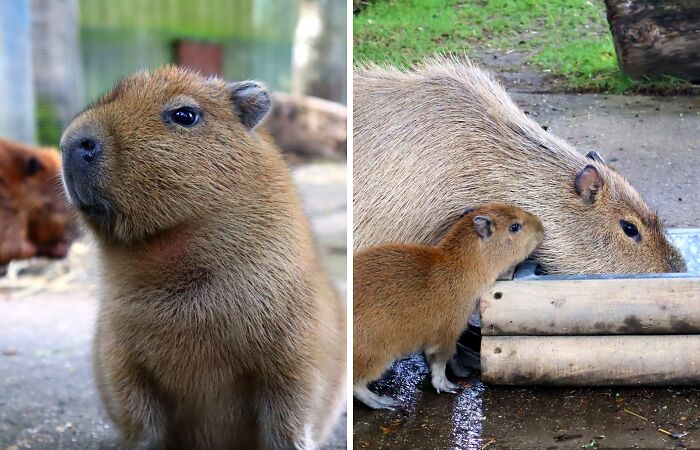 Cap-Ily Ever After: Zoo’s ‘Romantic’ Efforts Bring Arrival Of First Capybara Baby In Over A Decade (5 Pics)