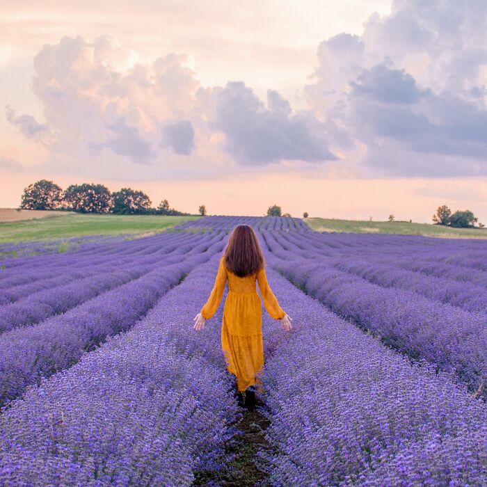 A Lavender Fairytale: 7 Photos By Me