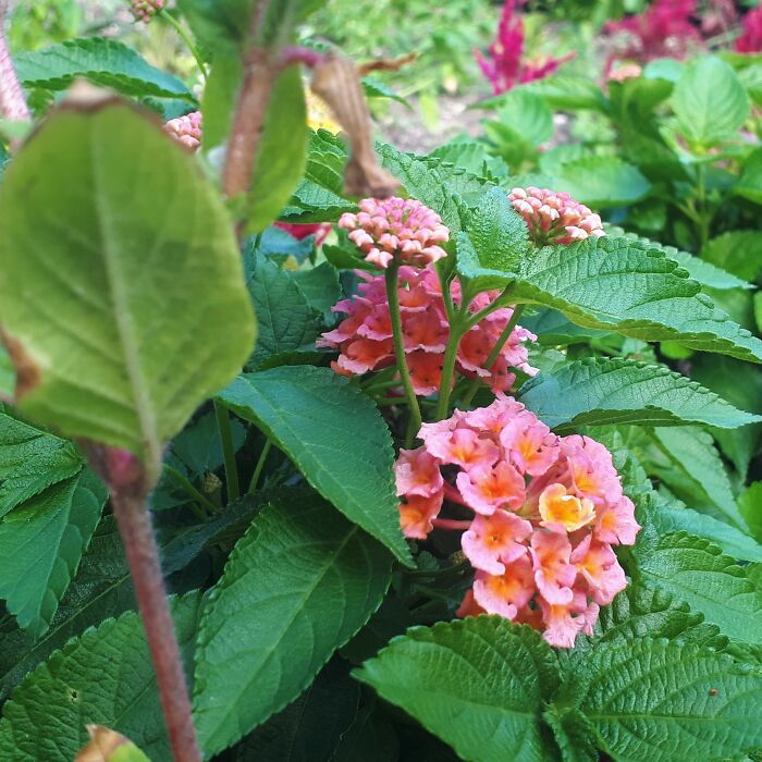 I Took Photos Of Assiniboine Park & English Gardens On A Hot, Muggy Day (25 Pics)