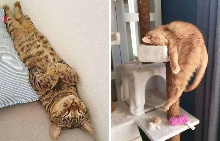 Weird Poses Of Sleeping Cats Ended Up On Facebook Group “Comicism” To Entertain Everyone (12 Pics)