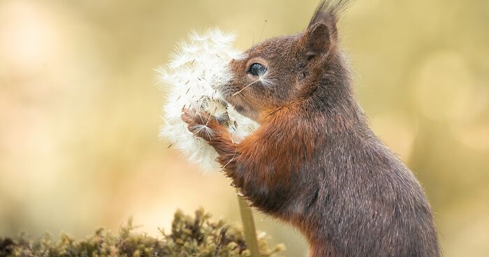 I Worked Together With A Talented Belgian Flower Artist, And These Are My 19 Best Shots Capturing Squirrels And Birds