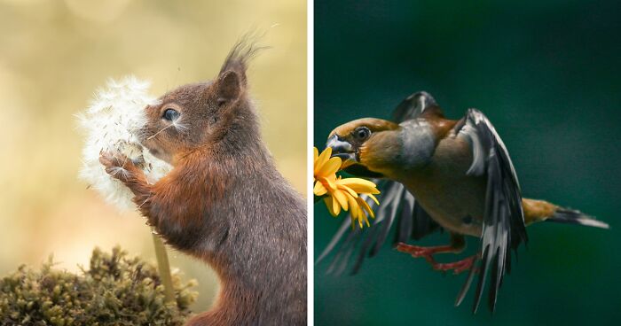 I Worked Together With A Talented Flower Artist To Take Pictures Of Squirrels And Birds Interacting With Flowers (19 Pics)