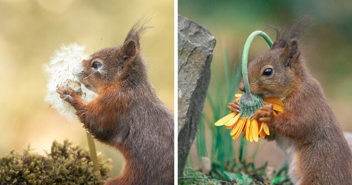 I Worked Together With A Talented Belgian Flower Artist To Capture Squirrels And Birds Alongside Flowers (19 Pics)