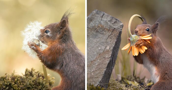 My 19 Photographs Featuring Squirrels And Birds Interacting With Flowers