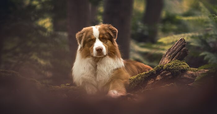 I Took 30 Photographs Capturing The Whimsical Side Of Dogs