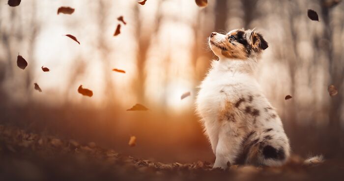 I Am A Passionate Dog Photographer, And Here Are My 34 Best Works