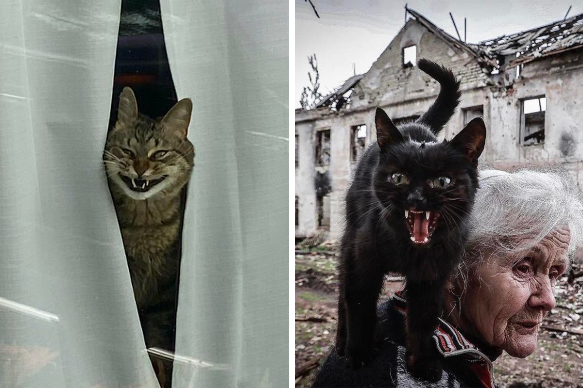 15 Funny Cat Selfies That Will Make Your Day A Bit Better – Meow Town