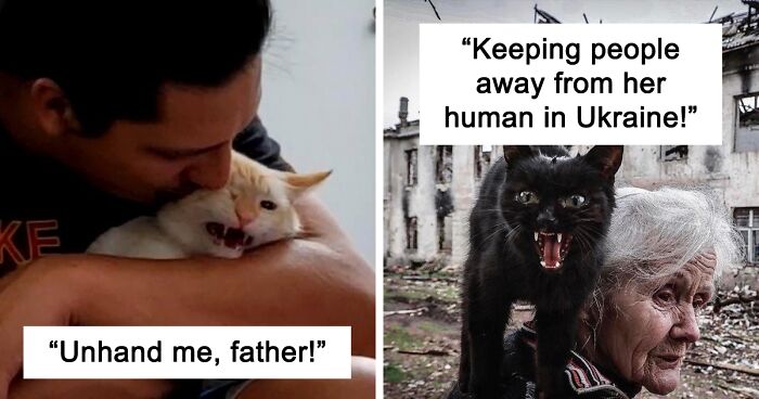 There's A Group Dedicated To Powerful Cat Meows That Can Almost Be Heard Through The Screen, And Here Are 128 Of The Best Pics (New Pics)