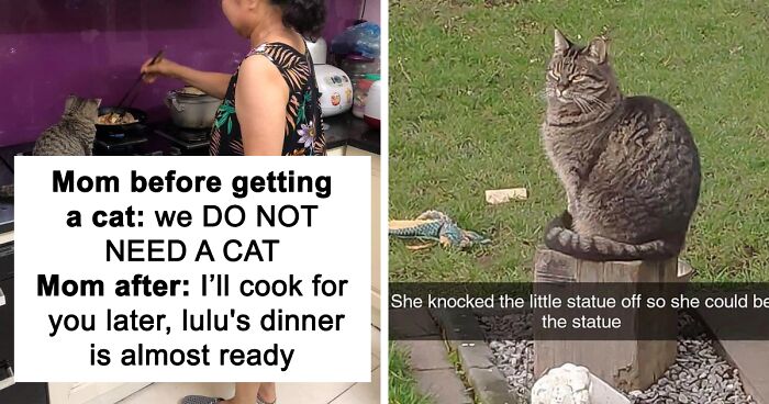 50 Hilarious Posts From The “Memes I Wish I Could Tag My Cat In” Twitter Account (New Pics)