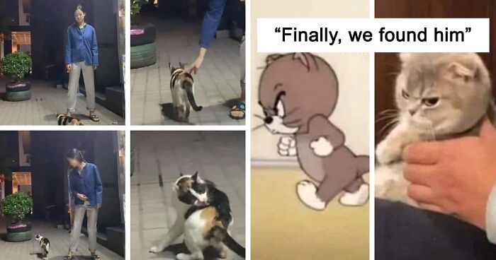 67 Hilarious Posts From The “Memes I Wish I Could Tag My Cat In” Twitter Account (New Pics)