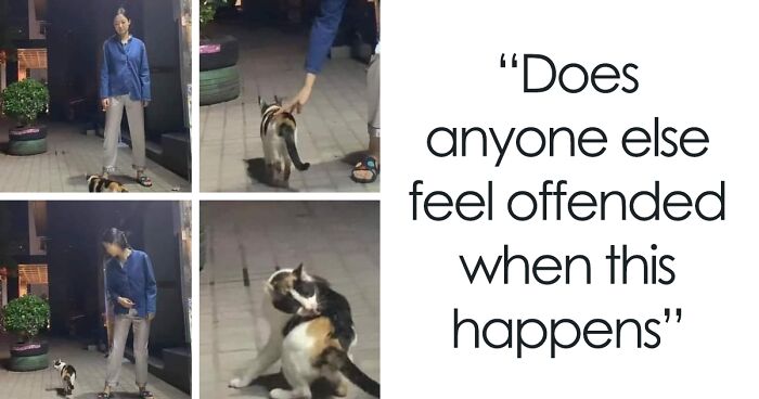 67 Of The Most Spot-On “Memes I Wish I Could Tag My Cat In” (New Pics)