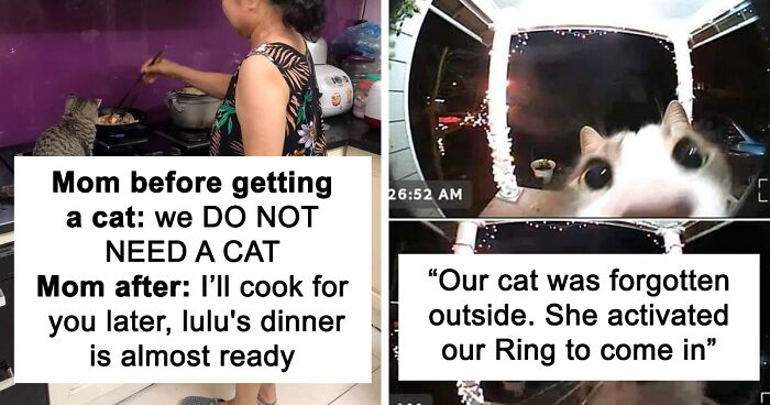 50 Hilarious Posts From The “Memes I Wish I Could Tag My Cat In” Twitter Account (New Pics)