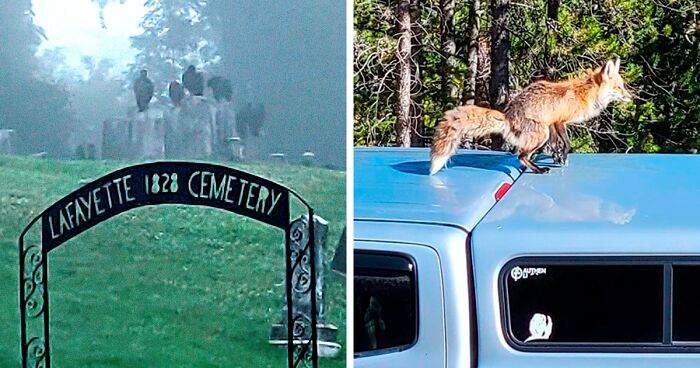 104 Times People Snapped Such Poor Yet Hilarious Wildlife Pics, They Just Had To Share The Pics In This Online Group (New Pics)