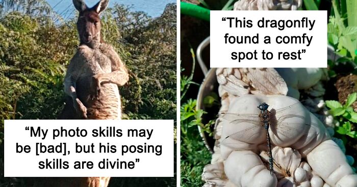 50 Times People Failed At Photographing Wildlife So Hilariously, They Just Had To Share These Pics Online (New Pics)