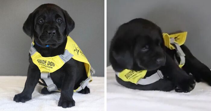 Tiny Labrador Puppy Training To Be A Service Dog Falls Asleep During Photoshoot, And The Internet Is Going ‘Aww’