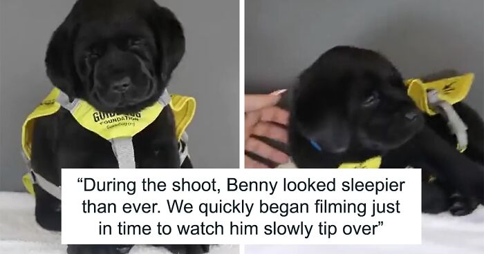 Puppy Training To Be A Guide Dog Falls Asleep During Photoshoot