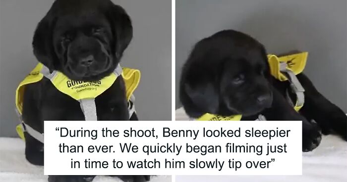 Guide-Pup-In-Training Falls Asleep During Important Photoshoot, And 11M People Can’t Handle The Cuteness