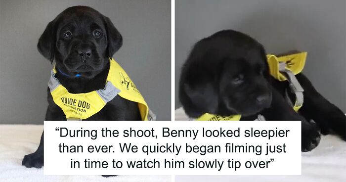 Adorable Video Shows Guide-Pup-In-Training Falling Asleep During Initiation Photoshoot, Gathers 11M Views