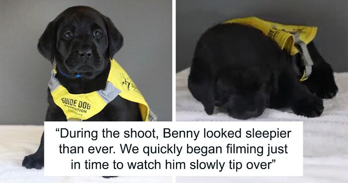 Sleepy Puppy Drifts Off During Initiation Photoshoot For His Guide Dog Training