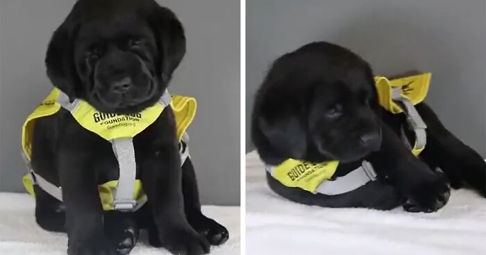 Guide-Pup-In-Training Falls Asleep During Important Photoshoot