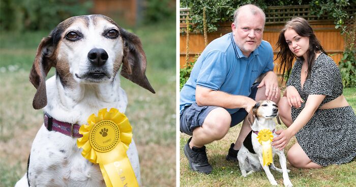 Dog Runs Away From Home And Returns With Dog Show Rosette