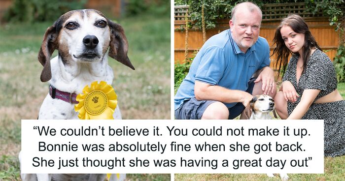 Beagle Runs Away From Home, Becomes A Star At Local Dog Show, Winning Third Place