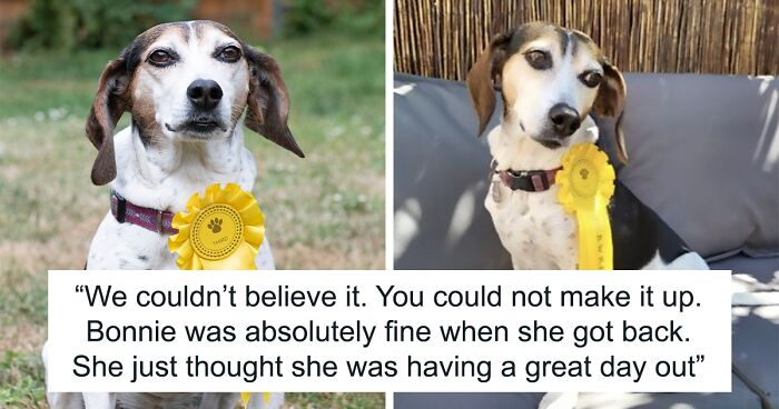 Dog Runs Away From Home And Returns With Dog Show Rosette