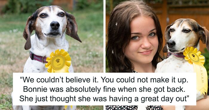 Dog Runs Away From Home And Returns With Dog Show Rosette