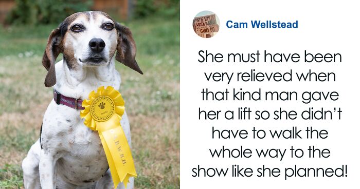 Couple Stunned As Their Missing Beagle Returns With Dog Contest Rosette