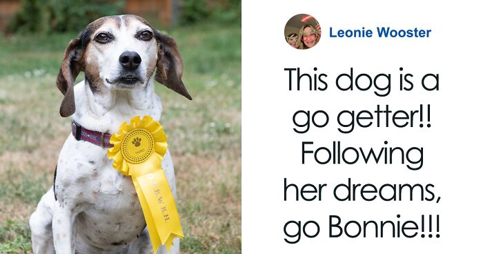 Dog Runs Away From Home And Returns With Dog Show Rosette