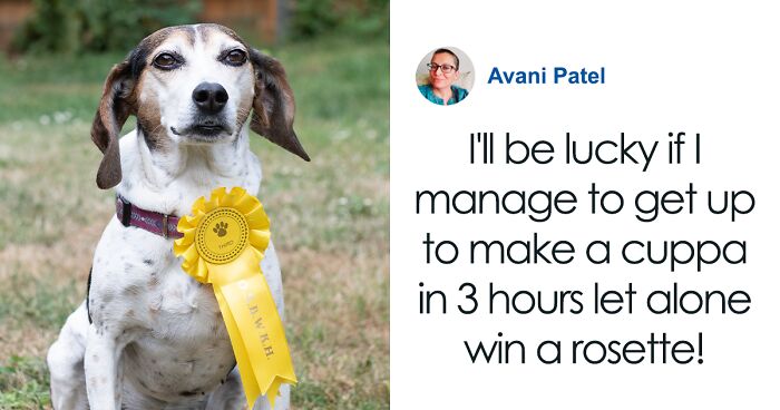 Dog Escapes Home And Wins Third Place In Dog Show