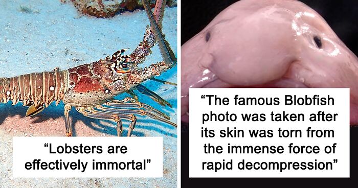 23 Fascinating, Weird Or Even Scary Facts About The Ocean People In This Online Group Decided To Share