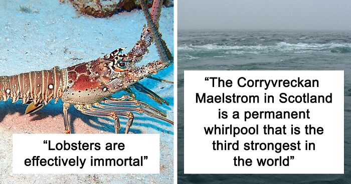 23 Surprising Facts About The Ocean Or What Lies In It, Shared By Folks Online