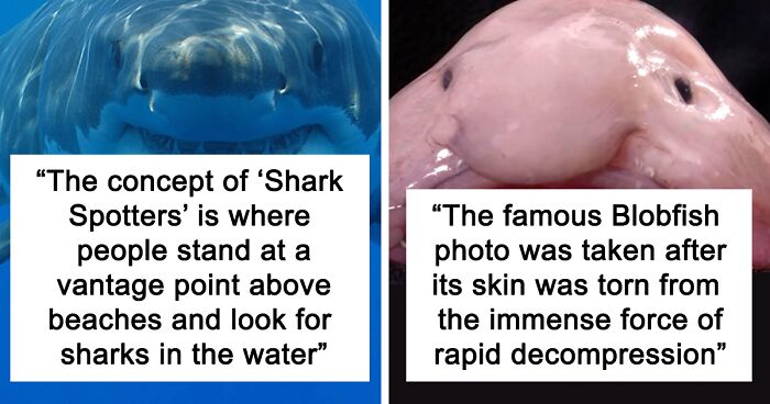 23 Fascinating, Weird Or Even Scary Facts About The Ocean People In This Online Group Decided To Share