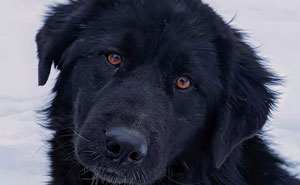 Esta persona recoge a su perro del peluquero y se da cuenta de que actúa de forma extraña, hasta que descubre la verdad 4 meses después