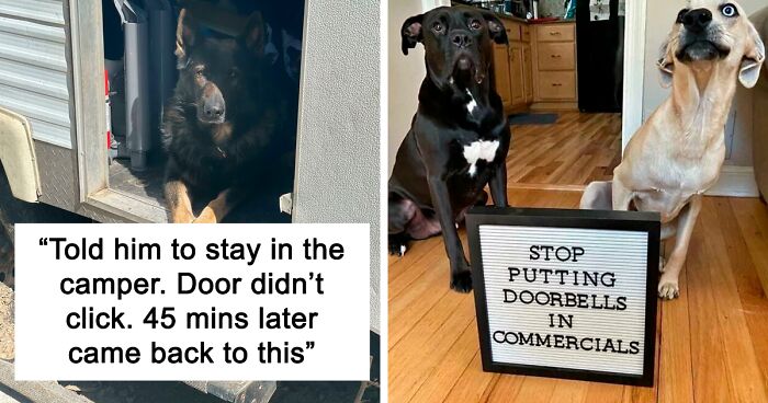 130 Of The Most Heartwarming 'Rare Puppers' On The Internet, As Shared In This Online Group