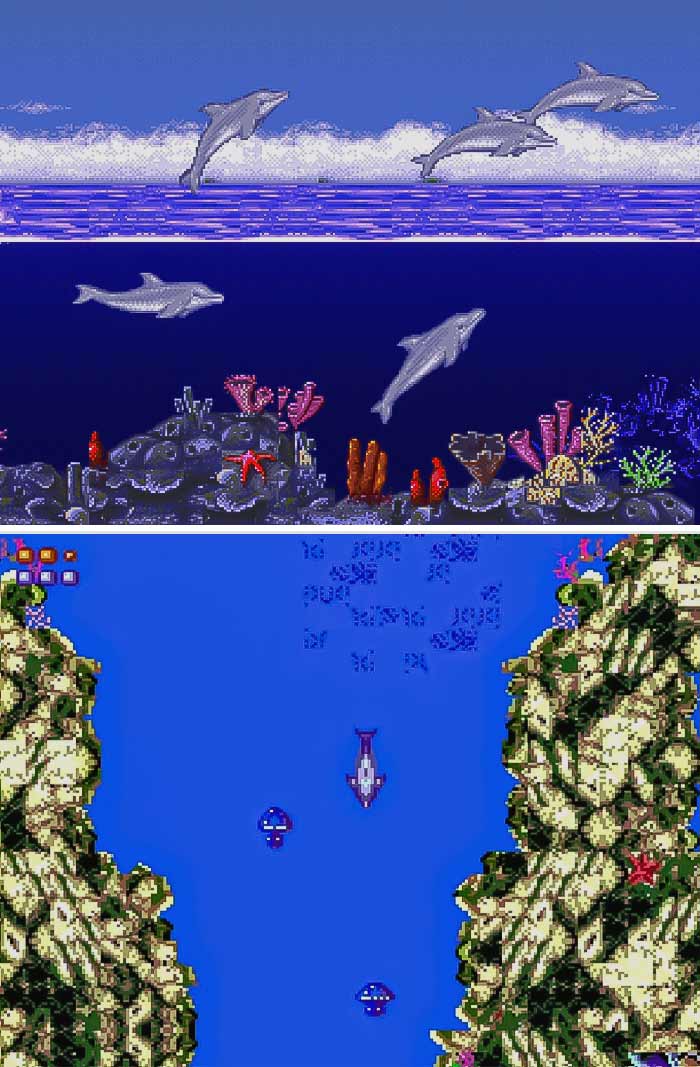 Ecco The Dolphin