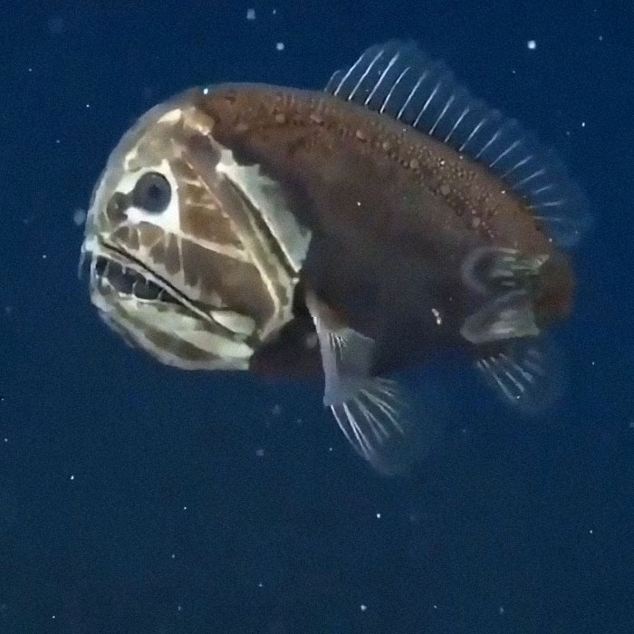 The Ogre Fish Has Only Been Spotted A Few Times In Decades Of Ocean Research