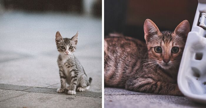 The Diversity Of Stray Cats Living On The Streets In Limassol, Cyprus That I Captured (16 New Pics)