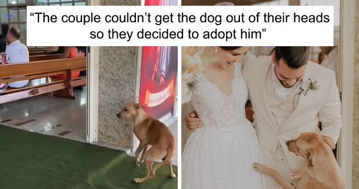 Meet Caramelo, A Stray Dog Who Surprised The Newlyweds By 