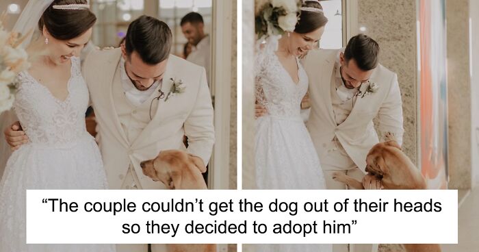 Brazilian Couple Adopted A Stray Dog After It Unexpectedly 