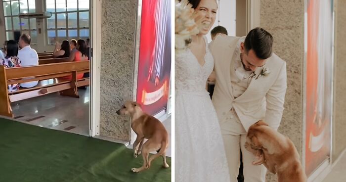 This Stray Dog Surprised These Newlyweds By 