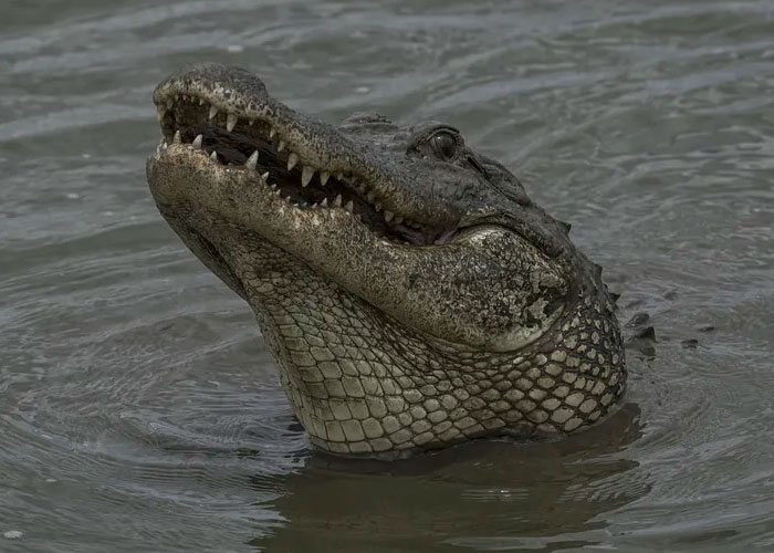 Crocodiles electrocuted and skinned alive to make designer handbags,  investigation reveals