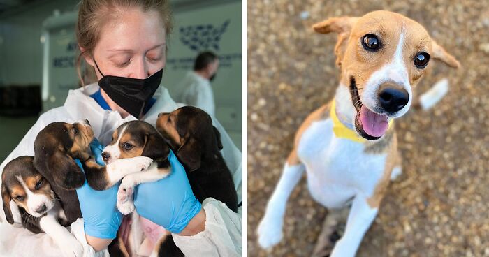 4,000 Beagles Are Being Rescued From A Medical Facility, And Now They Are In Dire Need Of New Homes