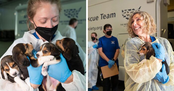 4000 Beagles Just Got A Chance At A New Life After Being Rescued From An Animal Testing Facility Where They Were Mistreated