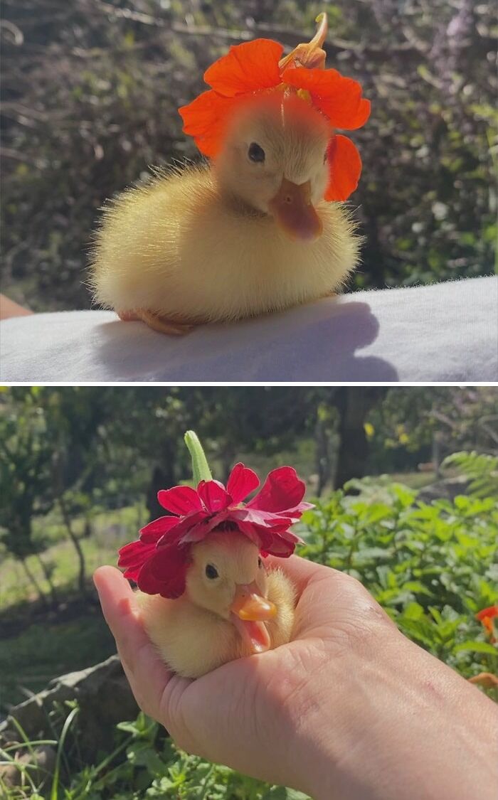 Watch This Adorable Baby Duck Nod off With a Flower on Her Head