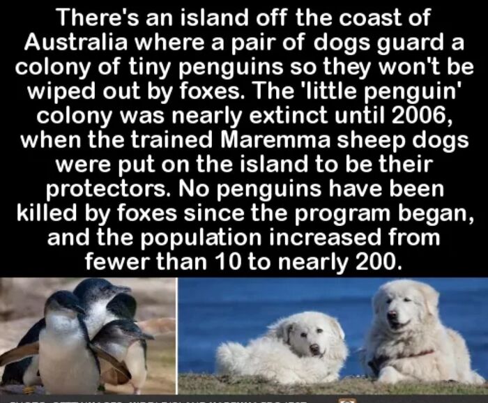 Penguin Guards!