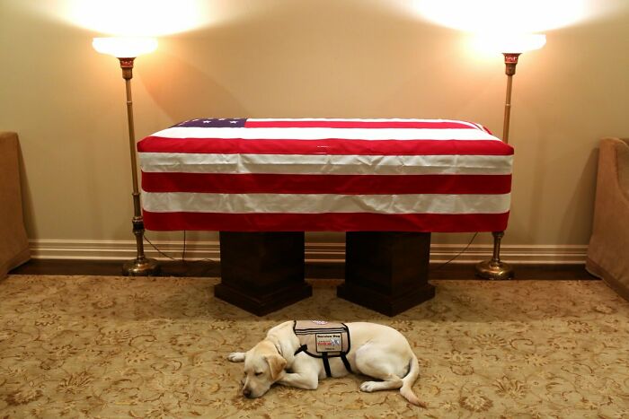 "Mission Complete" For Sully, George H. W. Bush's Service Dog