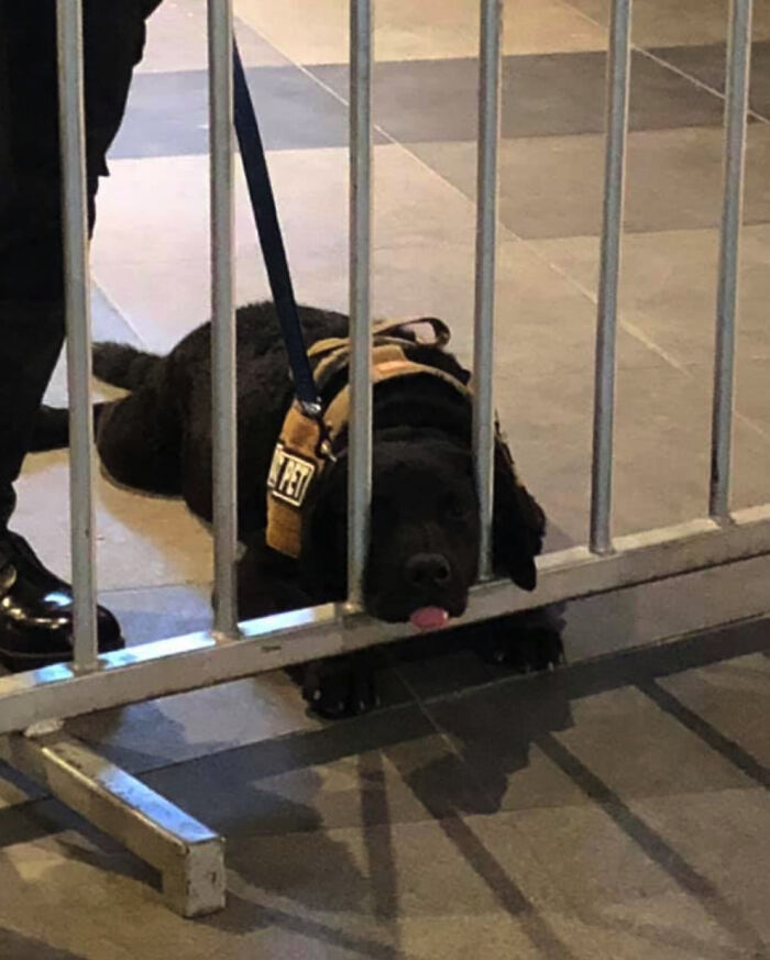 A Bored Sniffer Dog, Complete With Blep