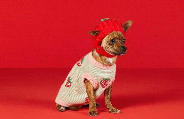 Gucci Has the Chicest Pet Gear Ever